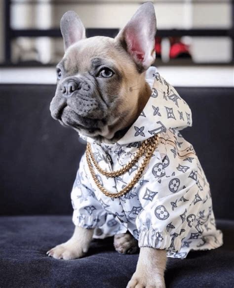 dog louis vuitton jacket|Louis Vuitton dog lead.